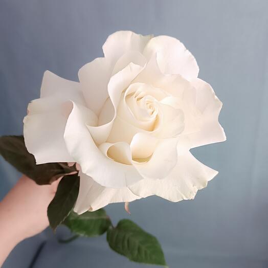 Rosa Wow blanco