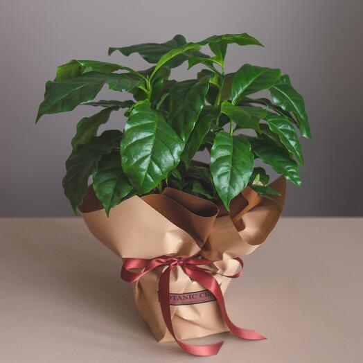 Кава в горщику (плоди на 3-ий рік, легкий догляд)