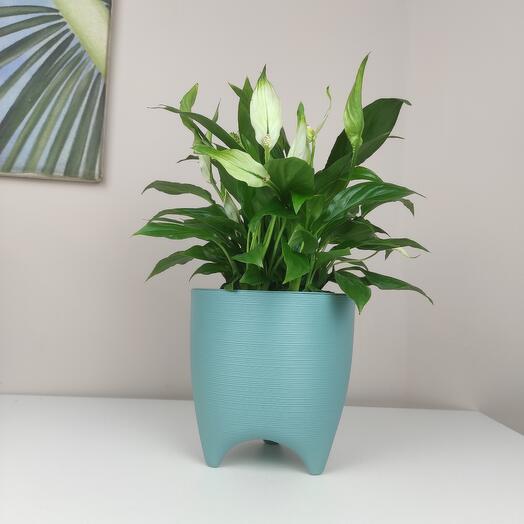 Квітка жіноче щастя Спатифиллум в горщику блакитного кольору