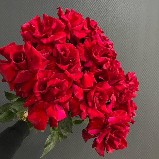 Французкие розы 15 штук