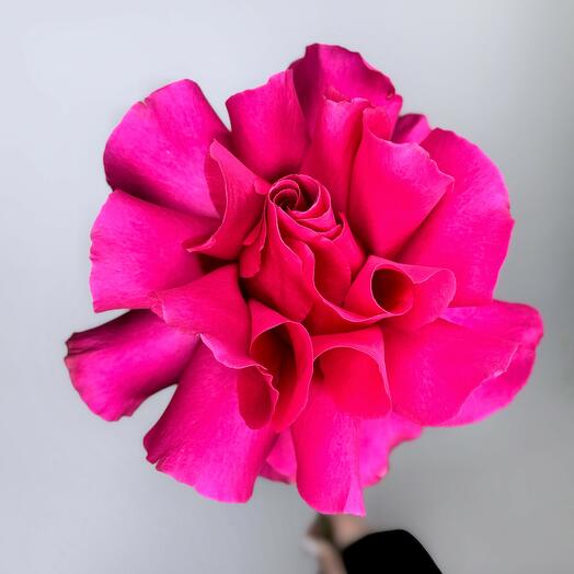 Rosa carmesí francés