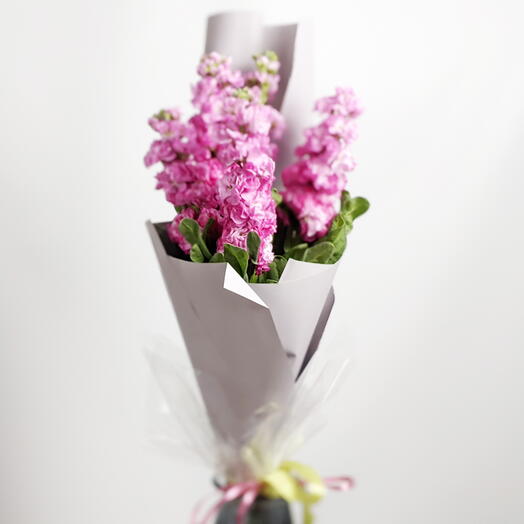 Bouquet of five pink matthiolas