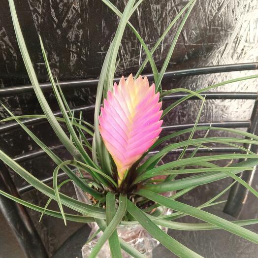 Tillandsia