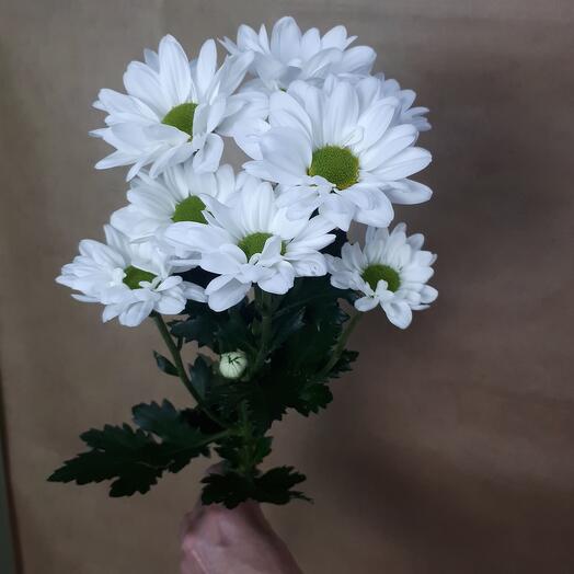 Бакарди белая