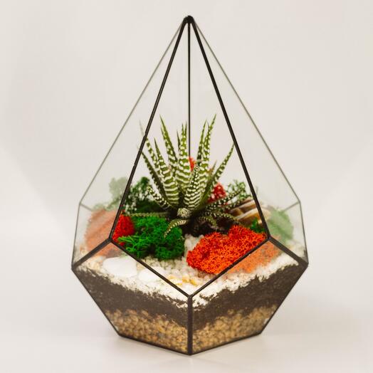 Florarium 26cm Haworthia