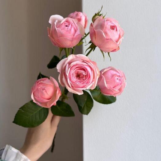 Rose bush of peonies silva pink 50 cm