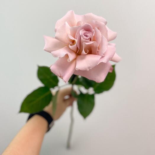 Rosa francesa en polvo