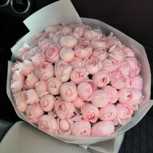 50 marshmallow peonies