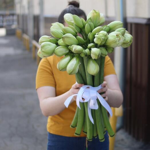 15 белых амариллисов