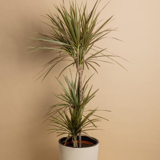 Драцена 100 см