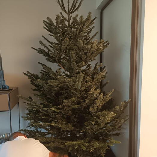 4 to 5 Feet Fresh Christmas Tree