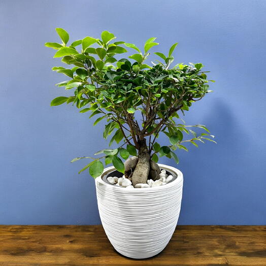 Ficus Bonsai – Ginseng Bonsai – Ficus Retusa Plant In a beautiful White Plastic Pot