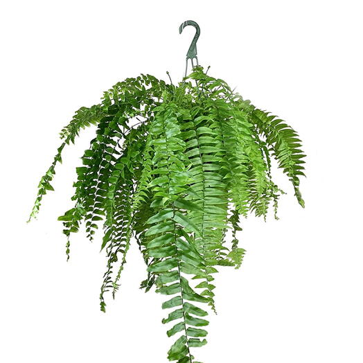 Nephrolepis Fern – Boston Fern