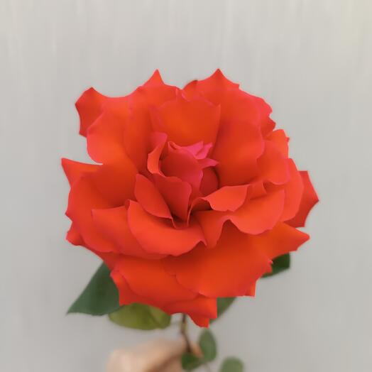 Французкая роза