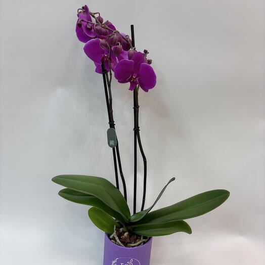 Phalaenopsis violet orchid. One barrel