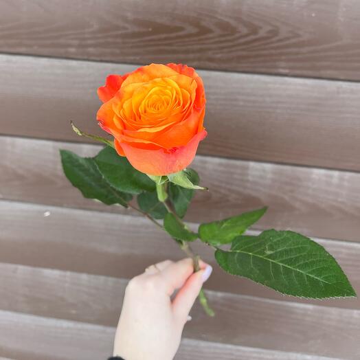 Роза Кения оранжевая ПОШТУЧНО