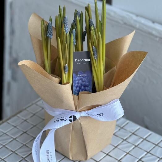 Весенние Мускарики в горшке