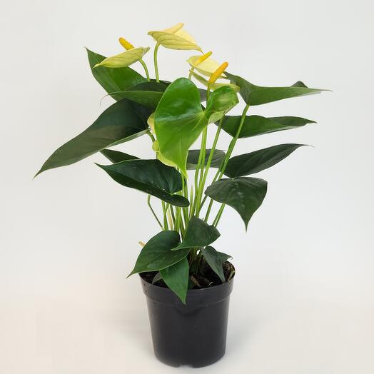 Антуриум Андрианум Ванилла, D-12