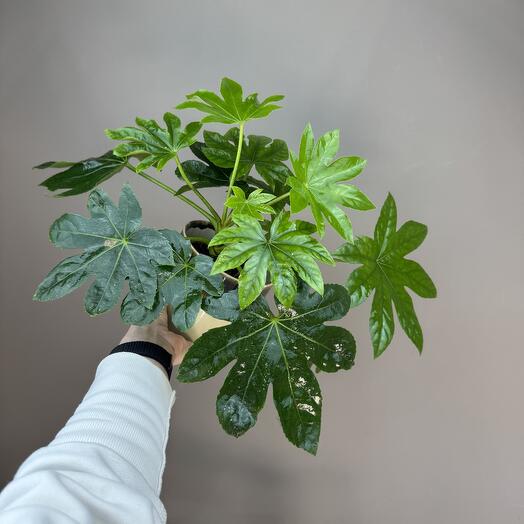 Аралия в керамическом кашпо