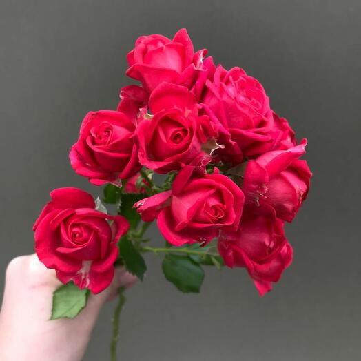 Роза кустовая Черри Хеопс