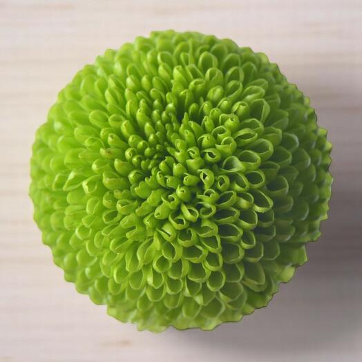 Chrysanthemum Pingpong Green – Single Stem