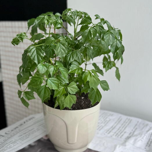 Радермахера в кашпо