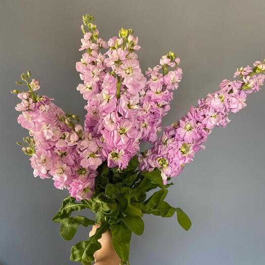 Маттиола🌸