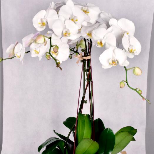Indoor plant Orchid