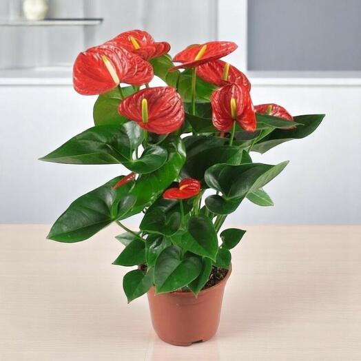 Anthurium