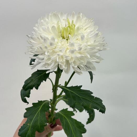 Хризантема одноголовая