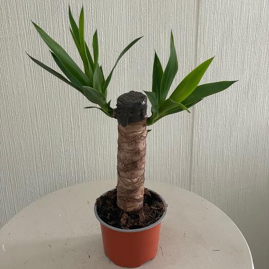 Юкка