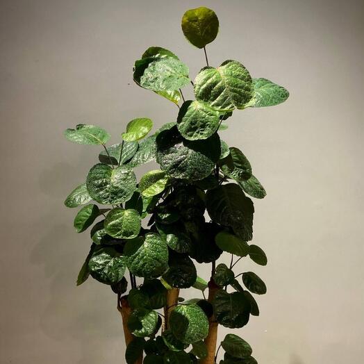 Полисциас Фабиан 120 см