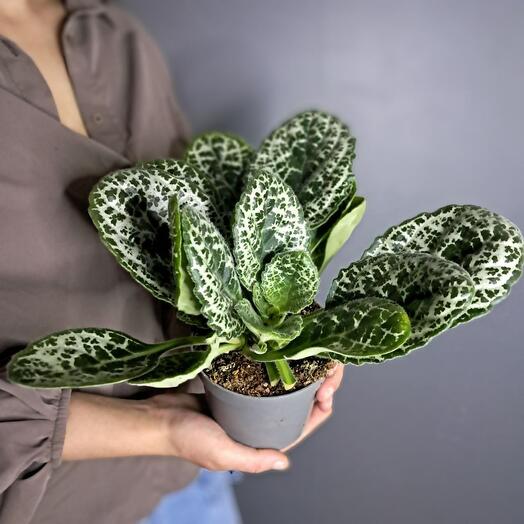 Стрептокарпус "Pretty Turtle"