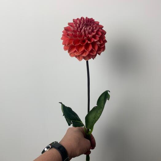 Fresh Bouquet