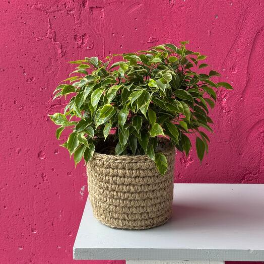 Ficus Benjamin en plantador de ganchillo