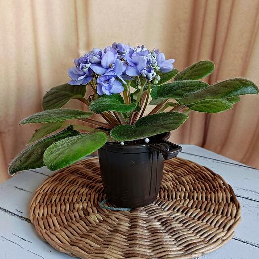 Фиалка голубая (6т)