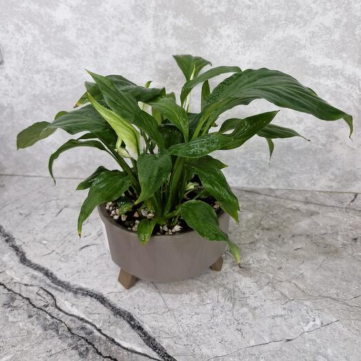 Спатифиллум