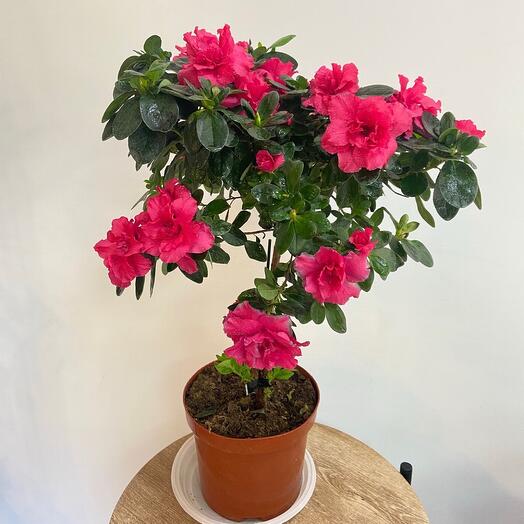 Большая 60см Азалия малиновая
