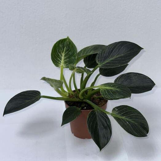 Филодендрон Биркин