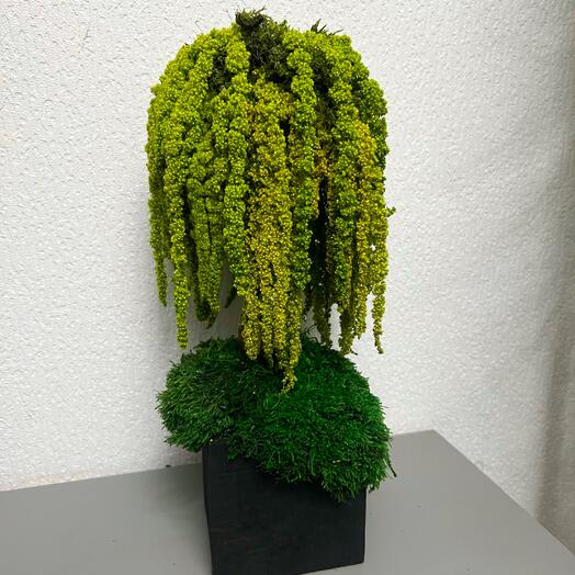 Бонсай дерево из мха