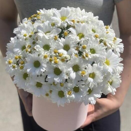 Ромашковое поле 🌸