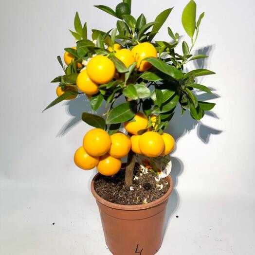 Citrofortunella Calamondina