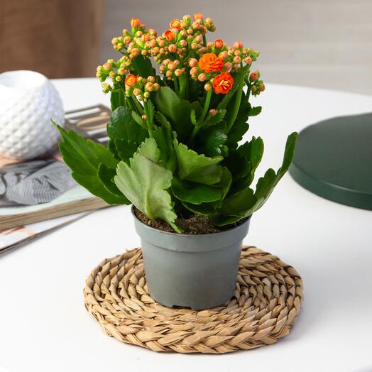 Kalanchoe