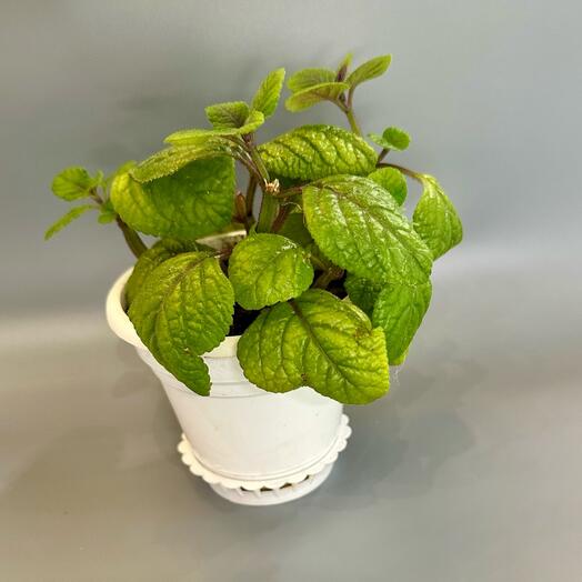 Плектрантус шоколадный