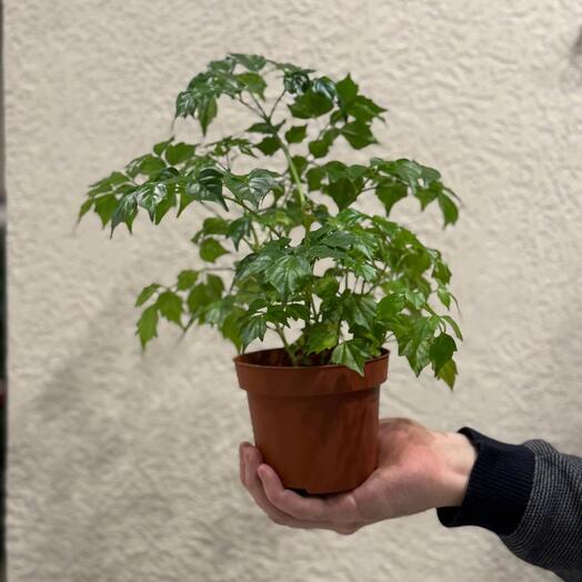 Радермахера