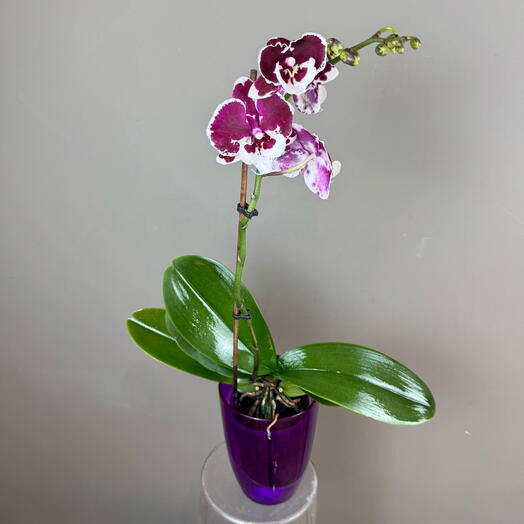 Орхидея Фаленопсис (1 стрела) в специальном стиле кашпо