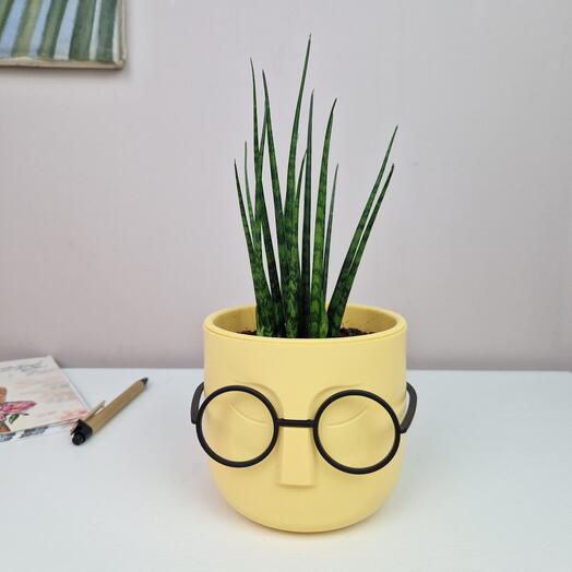 Сансевиерия цилиндр в жёлтом горшке с очками