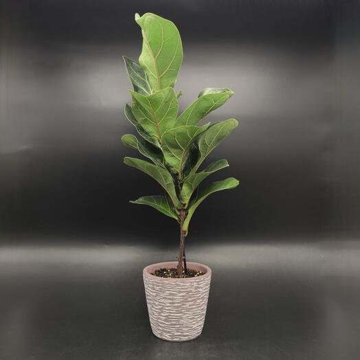 Фикус Лирата в серо-розовом кашпо