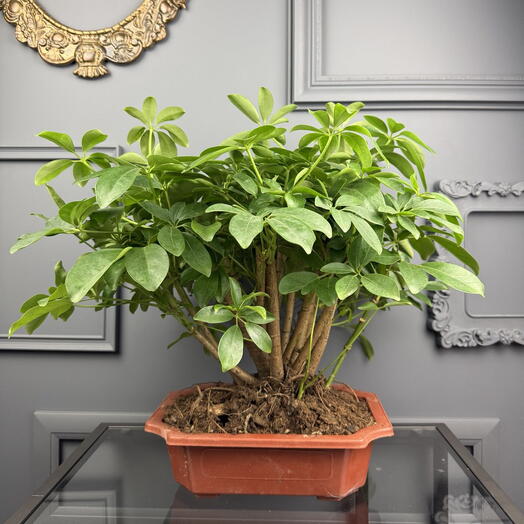 Бонсай Шеффлера D 30 Высота 40 см