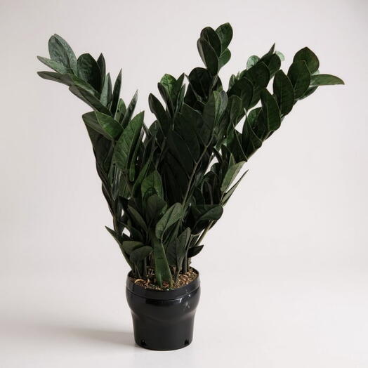 Замиокулькас Равен, Очень Пышный, Черные Листья, долларовое дерево, высота 60 см